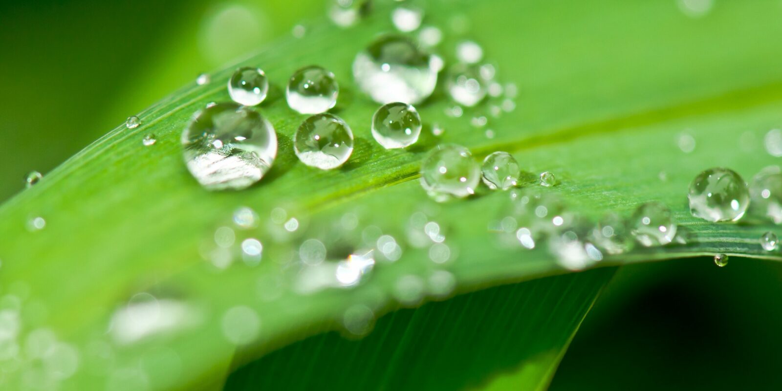 servicios terapias naturales